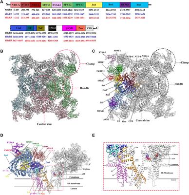 Structural Insight Into Ryanodine Receptor Channelopathies